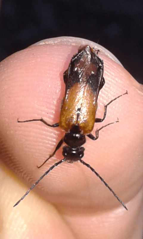 Meloidae : Stenoria analis? S.